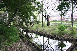 写真：矢川緑地