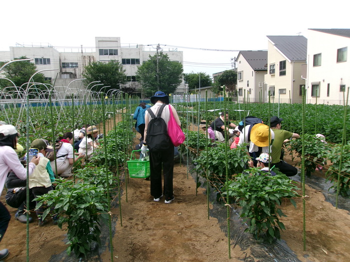 令和6年夏の親子料理教室の際の収穫を行った様子です。