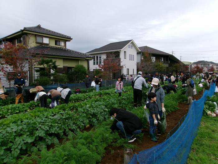 収穫作業中の様子。