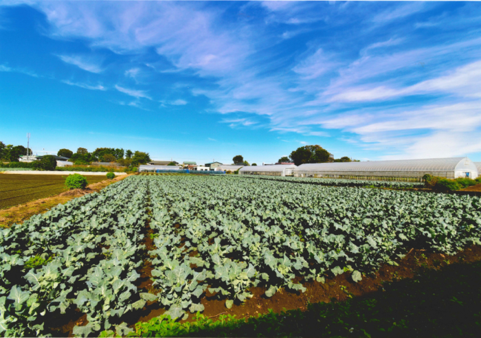 写真：第6回農フォトコン市長賞「ブロッコリーの植え付け」