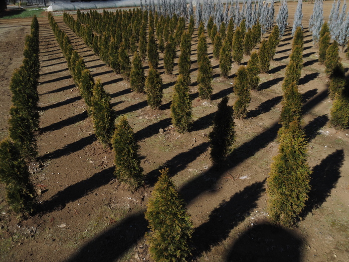 写真：第6回農フォトコン特別賞「影」