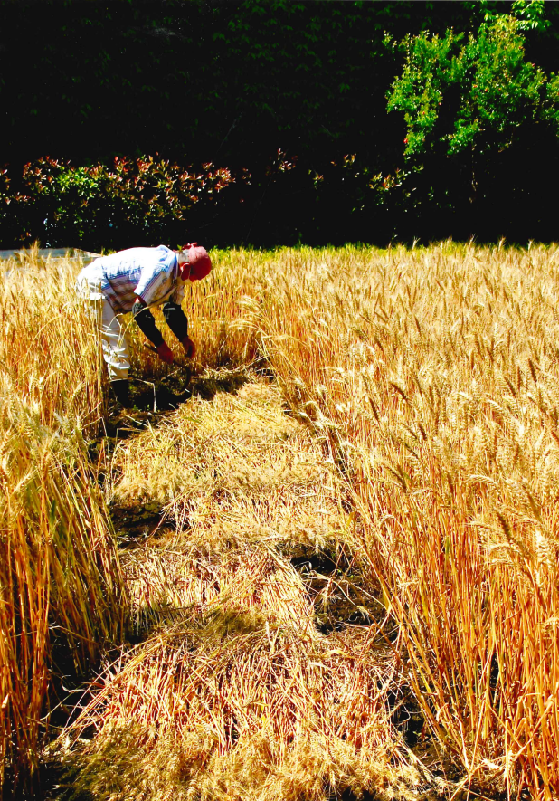写真：第6回農フォトコン特別賞「麦秋の頃」
