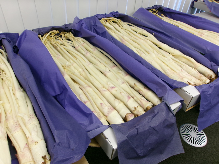 審査中のうどの写真