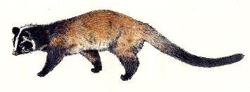 イラスト：ハクビシン