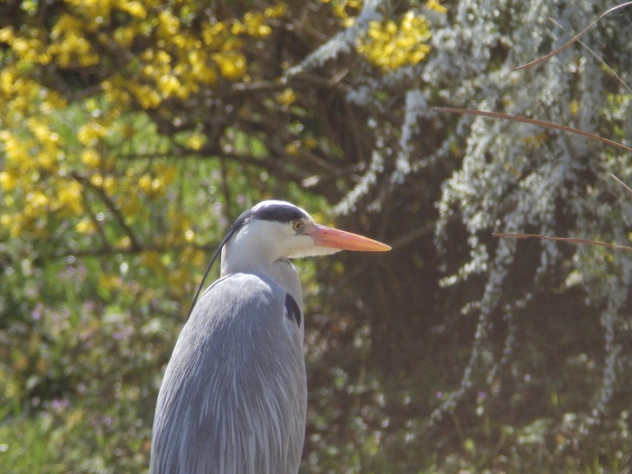写真：花とアオサギ