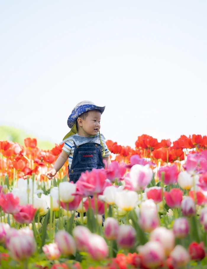 写真：チューリップ畑を見る子ども