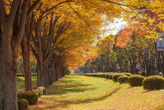 写真：黄色く色づいた並木道
