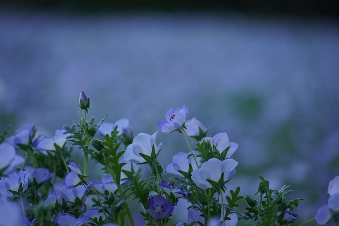 写真：ネモフィラ