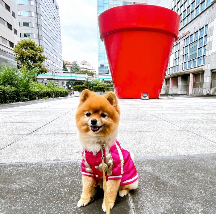 写真：アートの前に座った犬