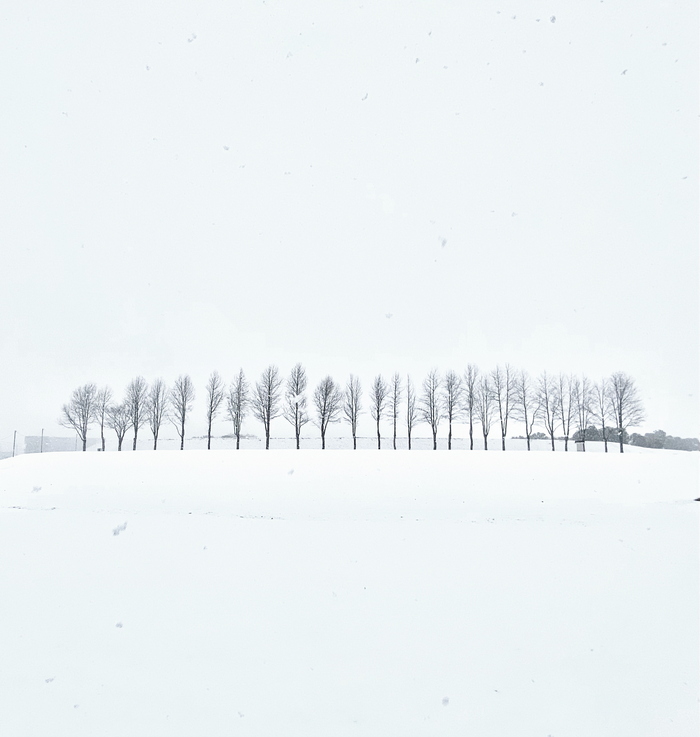 写真：白い雪と並ぶ木