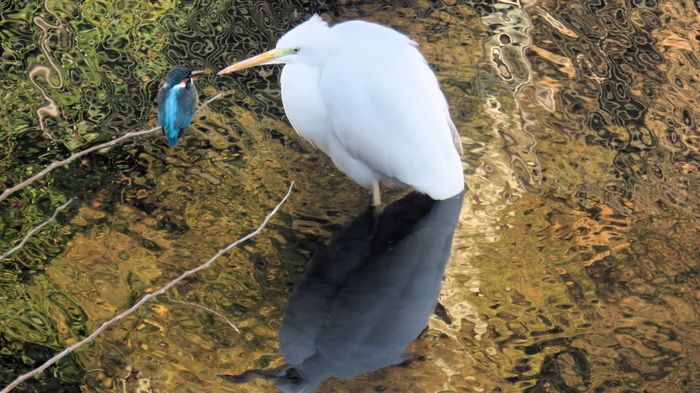 画像：向かい合うサギとカワセミ