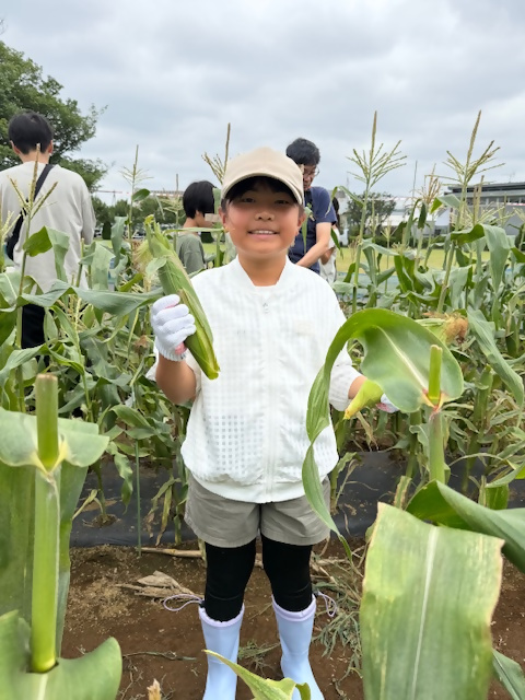 女児　トウモロコシ収穫した様子