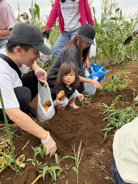 じゃがいも収穫の様子