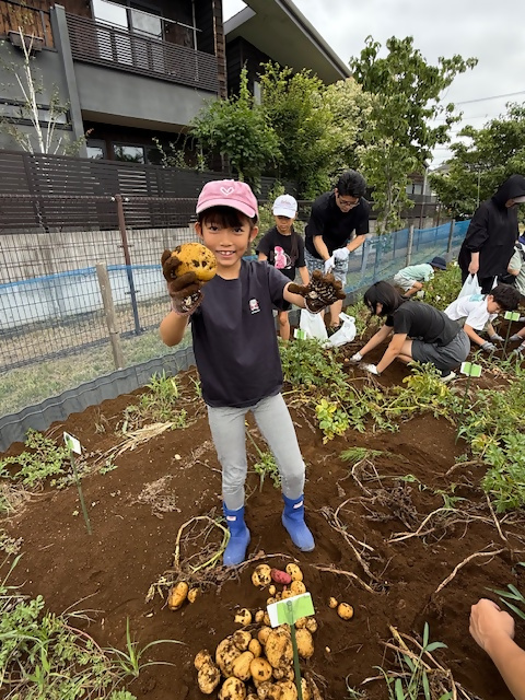 男児　じゃがいも収穫の様子