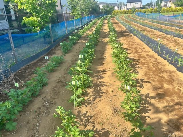 5月21日農研会の作業の様子