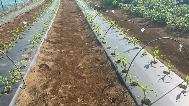 5月21日農研会の作業の様子2