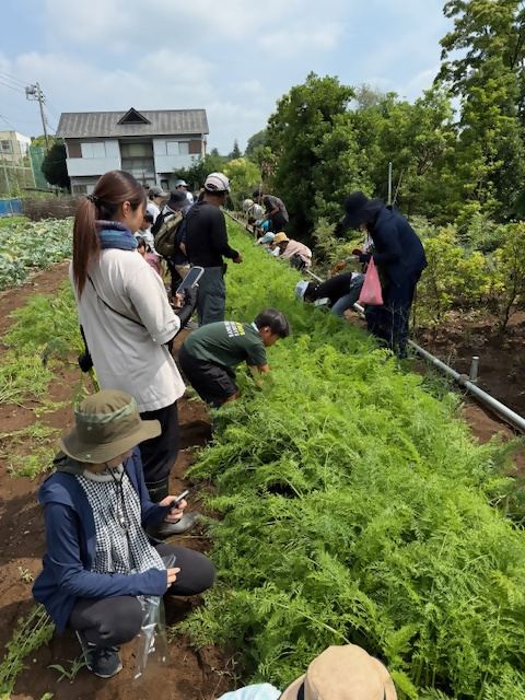 参加者が人参畑で収穫している様子