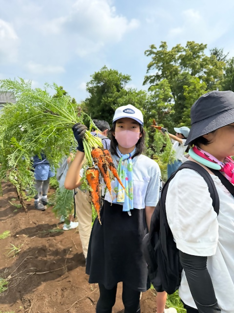 人参を収穫した様子