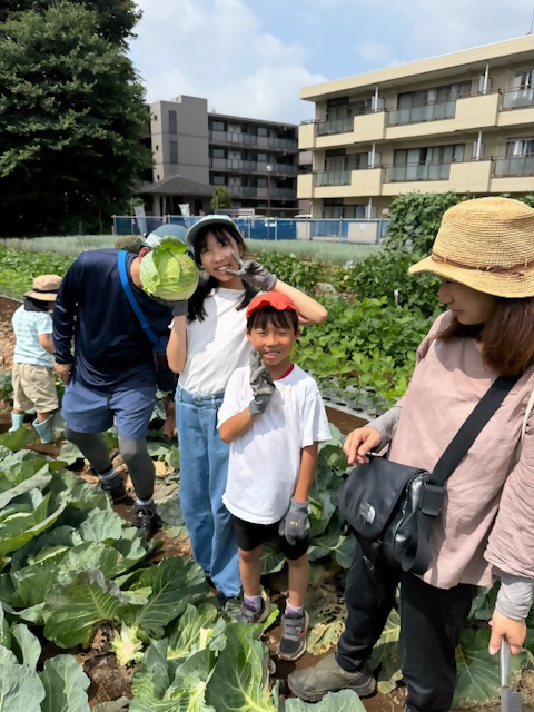 キャベツを収穫している様子