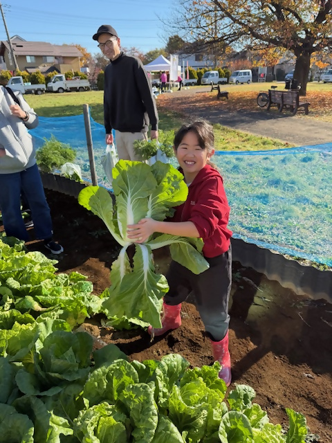 小学生がミニ白菜を収穫