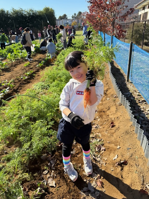 ニンジン収穫の様子