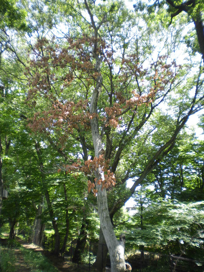 葉が赤褐色に変色