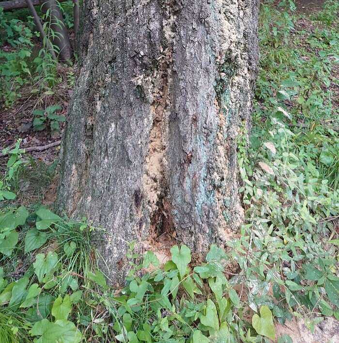 根元に大量のフラス（木くず）