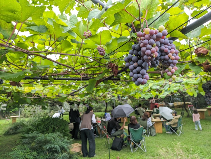 写真：ぶどう