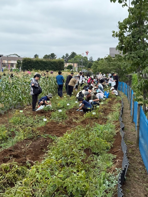 大勢が収穫している様子