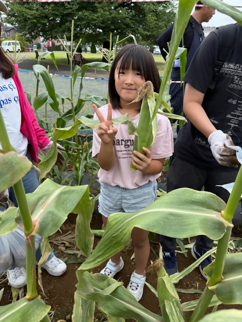 女児　トウモロコシ収穫の様子