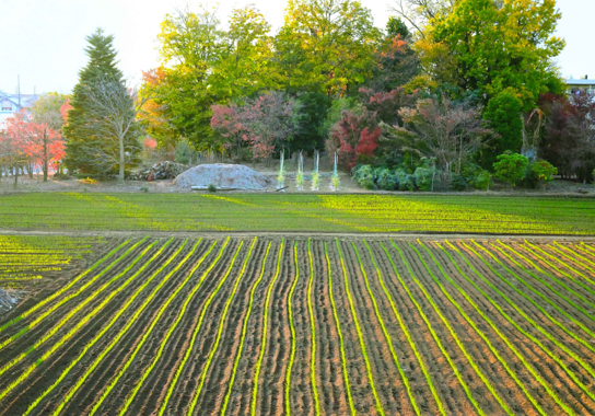 写真：第7回農フォトコン特別賞「秋晴れの畑と紅葉」