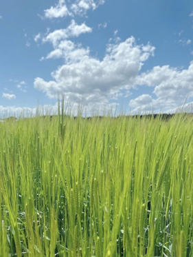 第7回立川の農フォトコン奨励賞「境界」